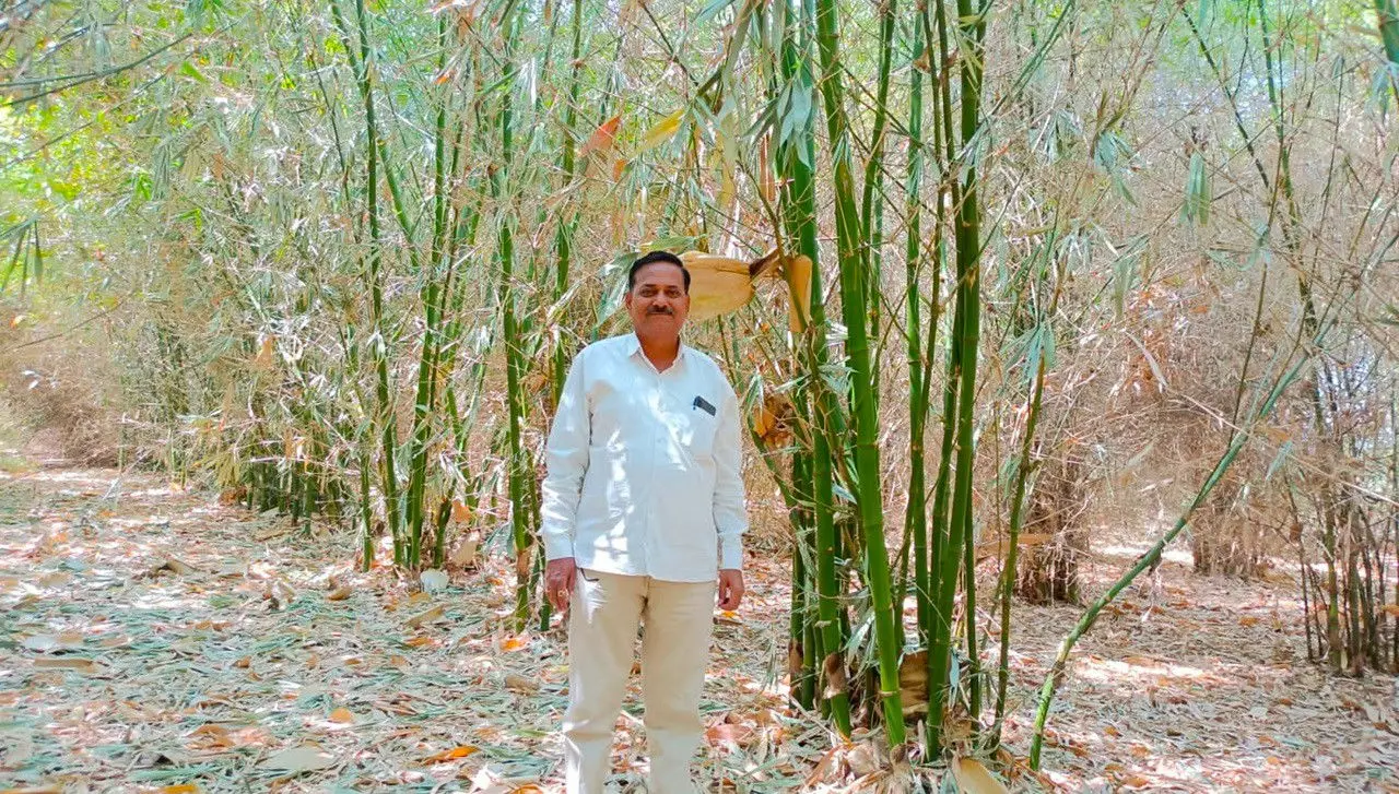 Shivaji Rajput, a progressive farmer, at his bamboo farm