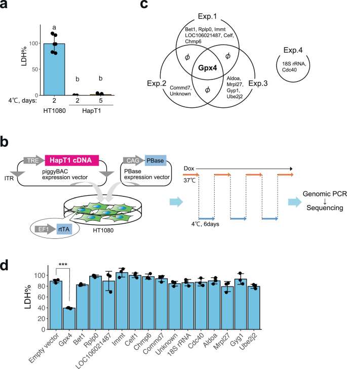 Identification of genes supporting cold resistance of mammalian cells: lessons from a hibernator