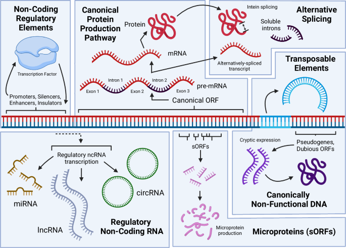 Discovering the hidden function in fungal genomes