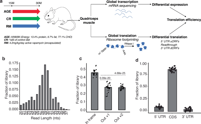 Calorie restriction and rapamycin distinctly restore non-canonical ORF translation in the muscles of aging mice