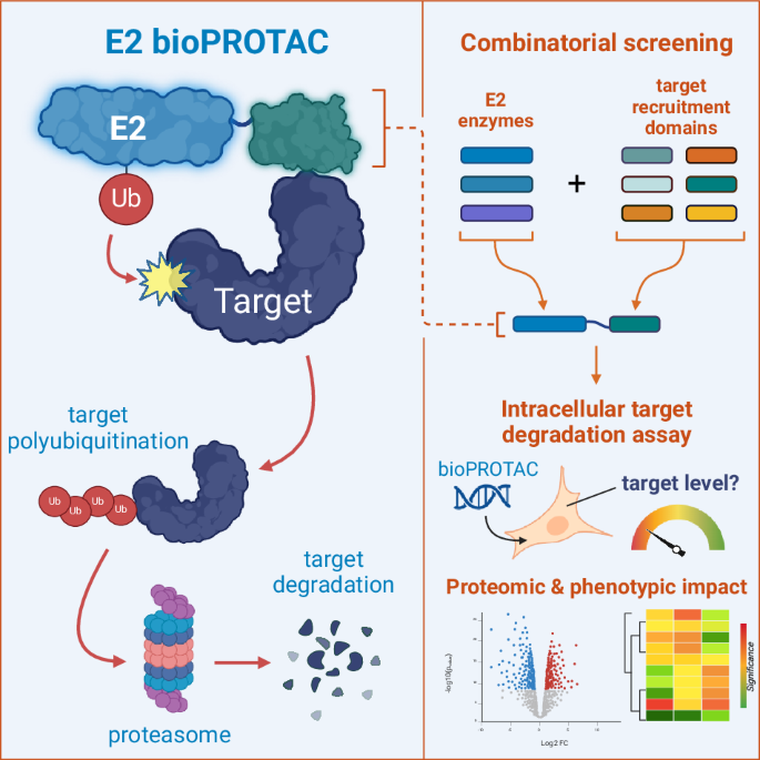 Targeted protein degradation using chimeric human E2 ubiquitin-conjugating enzymes