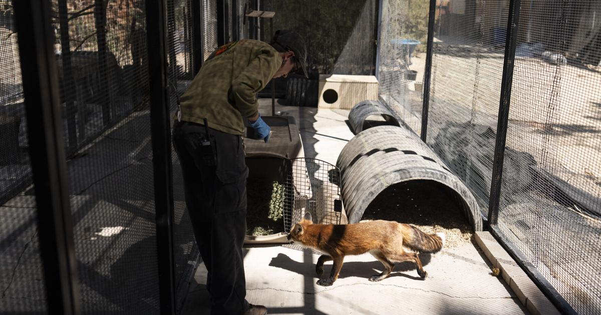 California Wildfire Moving Zoo