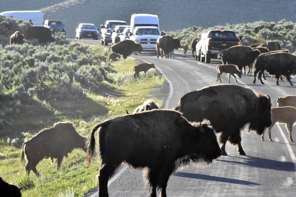 Dems seek perpetual protection for wolves, bison, grizzlies