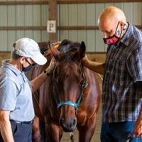 Caring for Horses Could Help Veterans Battling PTSD