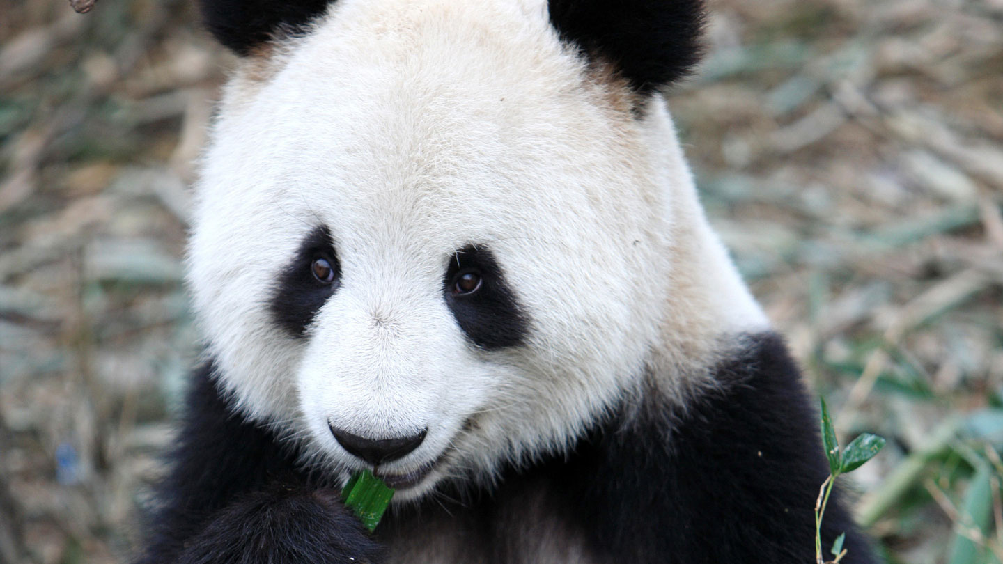 Scientists have just turned giant panda skin cells into stem cells