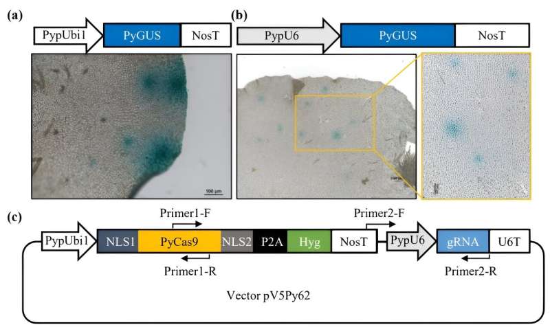 Team develops gene editing strategy for macroalgae Neopyropia