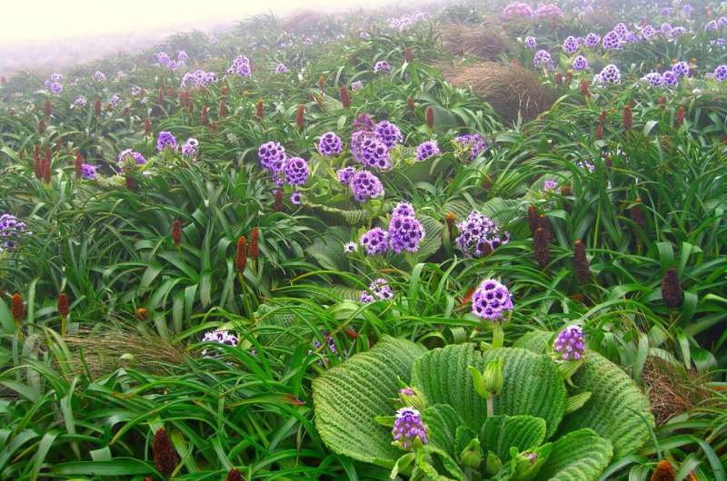 New database covers distribution and evolutionary history of megadiverse flowering plant family on isolated islands