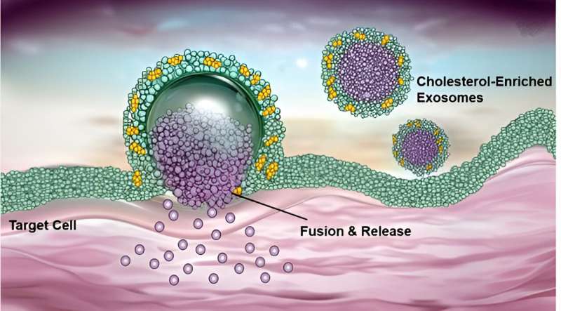 Study shows cholesterol enhances exosome-mediated RNA drug delivery