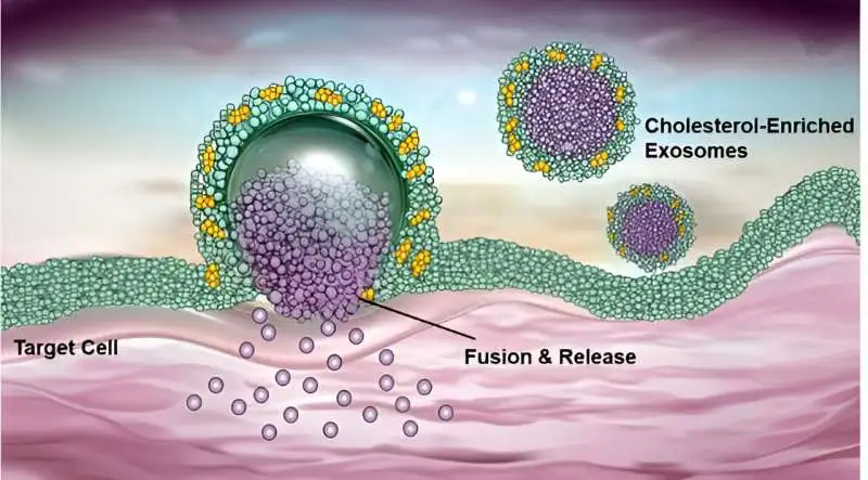 Using cholesterol-enriched exosomes to realize direct cytosolic delivery of siRNA via cell membrane fusion