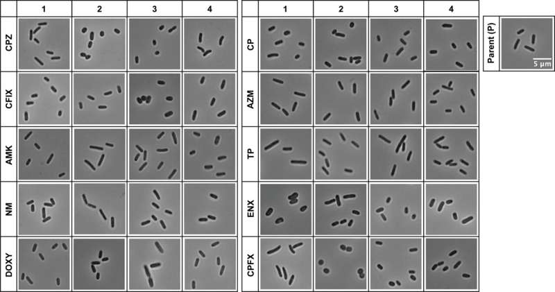 Size matters: Bioinformatics accurately detects short, fat antibiotic-resistant bacteria