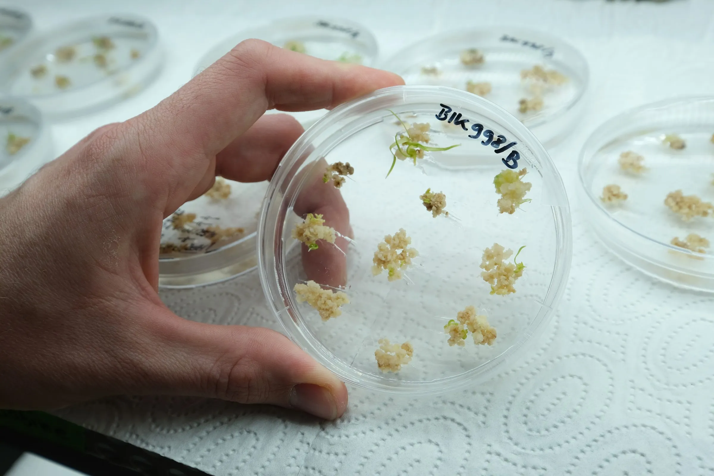 A petri dish with genetically modified barley sprouts at the Leibnitz Institute of Plant Genetics and Crop Plant Research in Gatersleben, Germany.