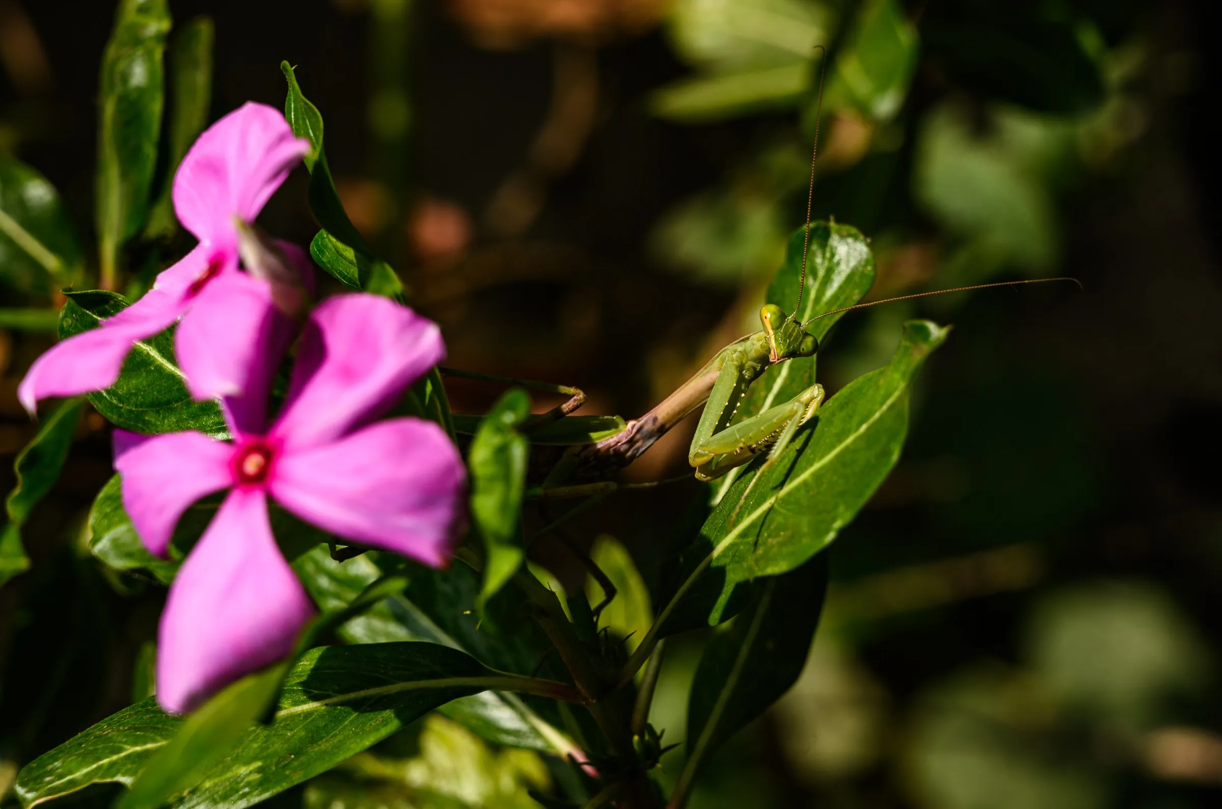 A praying mantis hides within a Madagascar rosy periwinkle plant.