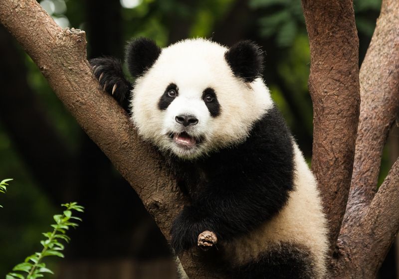 Stem Cells Could Save the Giant Panda