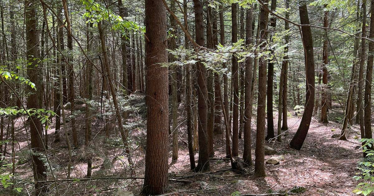 Amherst Post Road Forest crosses conservation finish line