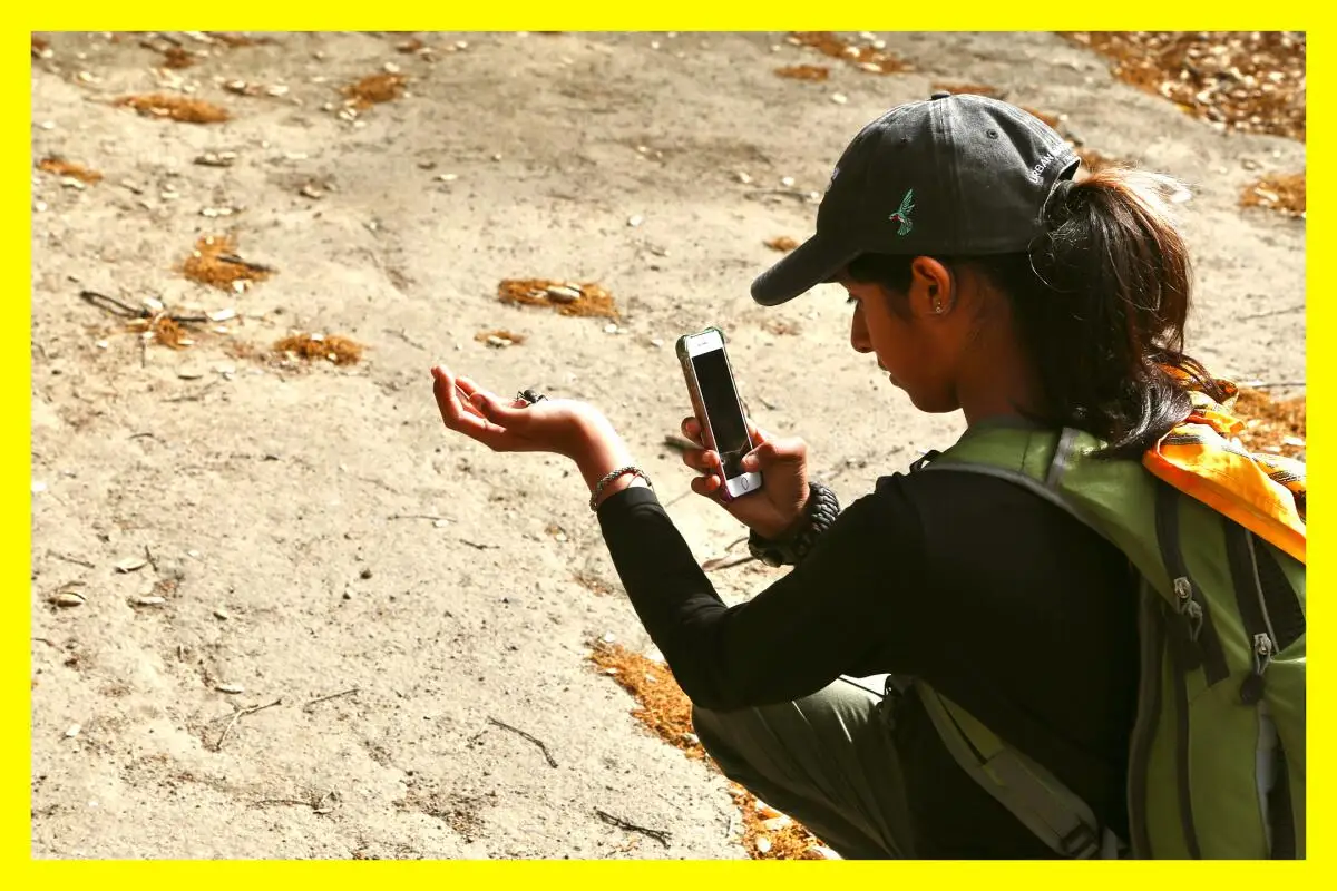 A person holds a bug in one hand and takes a photo with their cell phone in the other.