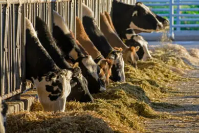 While the practice of using waste in feed production is ‘generally accepted’, the feed industry remains sceptical. Photo: Canva