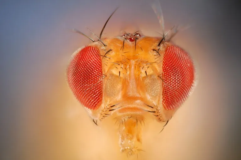 A very close-up, focus stacked portrait of a fruit fly with a blurred background