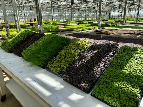 Northeast Ohio farmers embrace microgreens for nutrition, flavor benefits