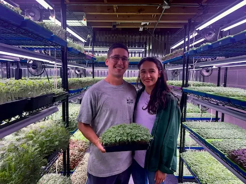 Wild Patch Microgreens