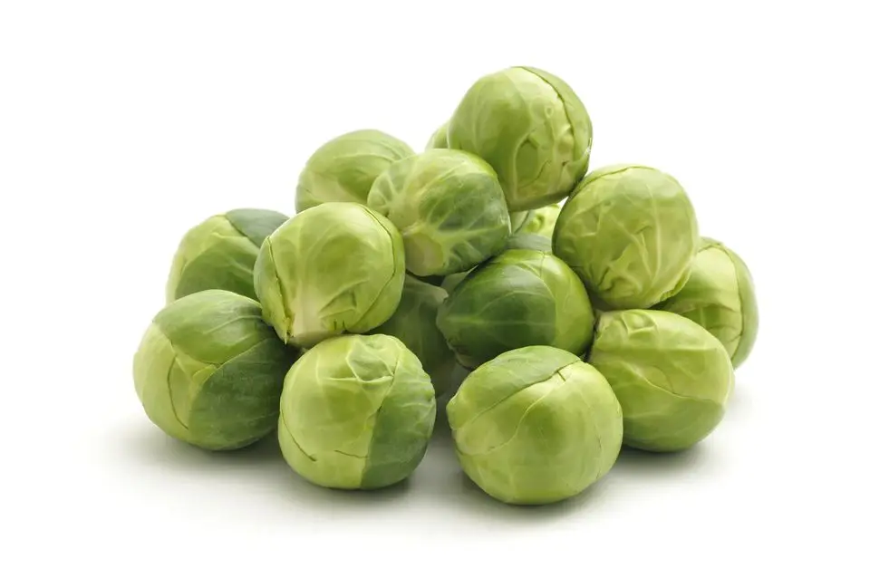 Fresh Sprouts