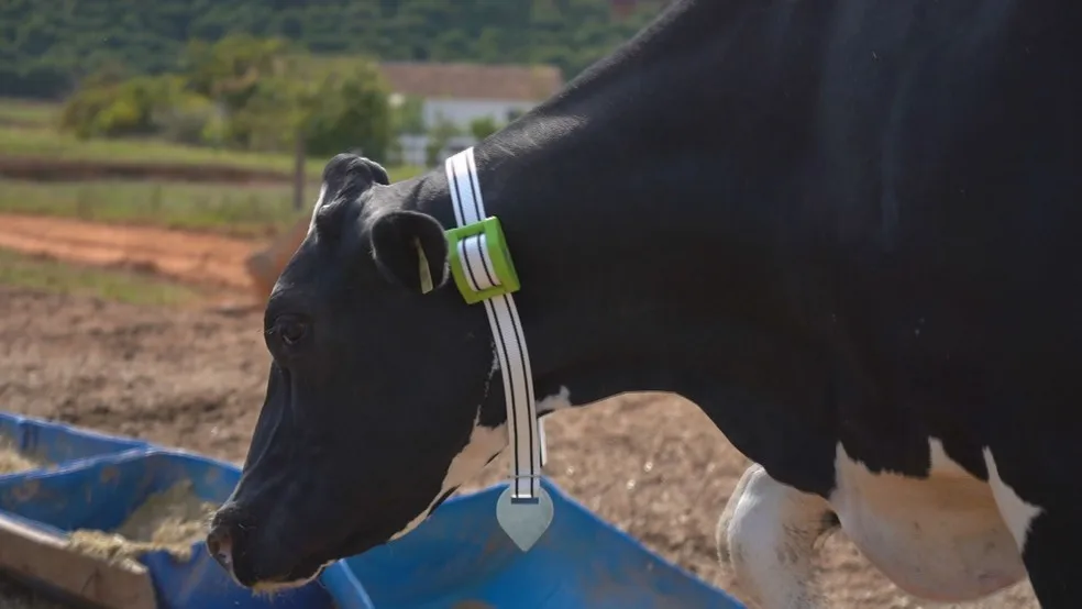 Sensor no pescoço de uma vaca acompanha os movimentos do animal e gera simulações para o metaverso — Foto: Reprodução/TV Globo