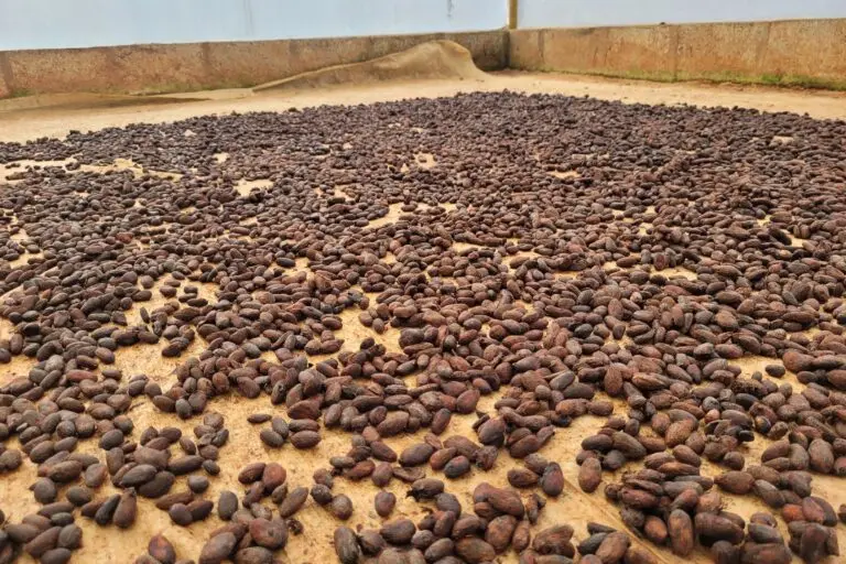 Cacao beans drying at Grandpa's Farm, Karnataka Image by Naveenakrishna Shastry.