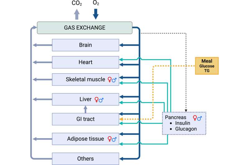 Metabolic model for feeding and fasting shows how nutrition differs for men and women