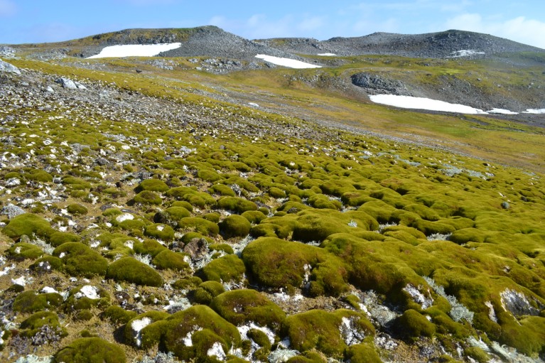 Believe it or not, this lush landscape is Antarctica