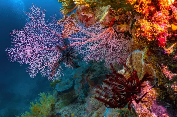 Ninety-nine per cent of Australians think it’s important to protect natural wonders such as the Great Barrier Reef for future generations.