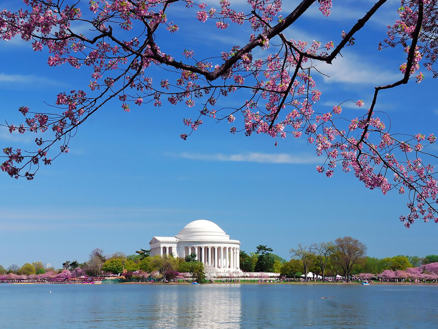 Blossoming beauty: your guide to cherry blossom season