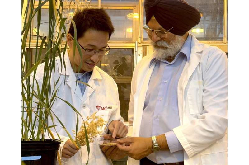 Genetic tweaks show potential for making oats more nutritious and increasing shelf life