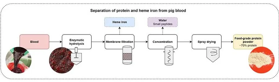 Typical Processing Steps for Extracting and Purifying Protein from Blood; Another Valuable Side Stream From This Process is Heme Iron