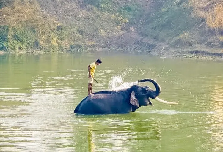 Image shows an elephant in a river spraying water over itself while a man on its back looks on