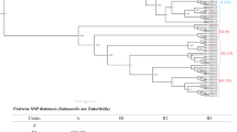 A global genome dataset for Salmonella Gallinarum recovered between 1920 and 2024