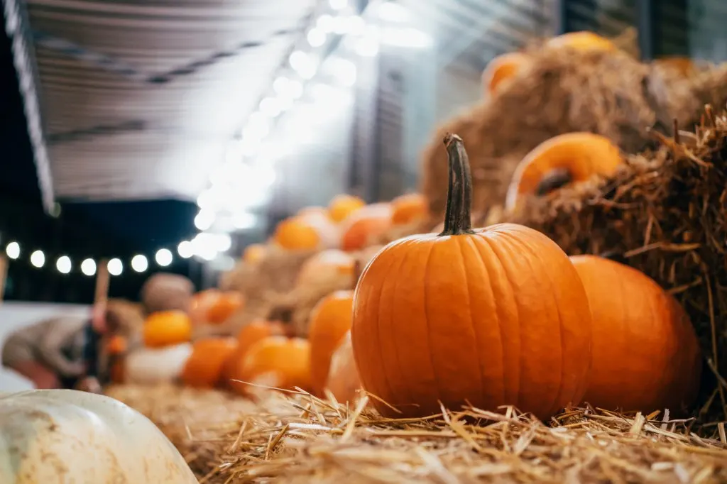 many pumpkins on haystack