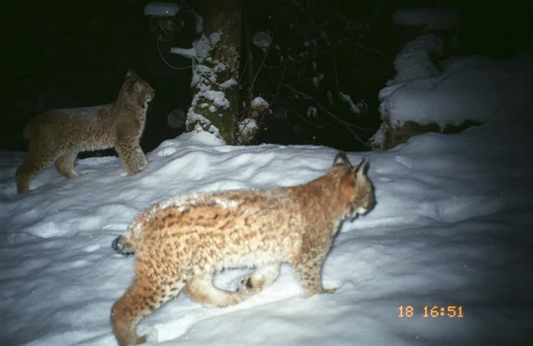 A camera trap image of two juvenile lynx walking through deep snow