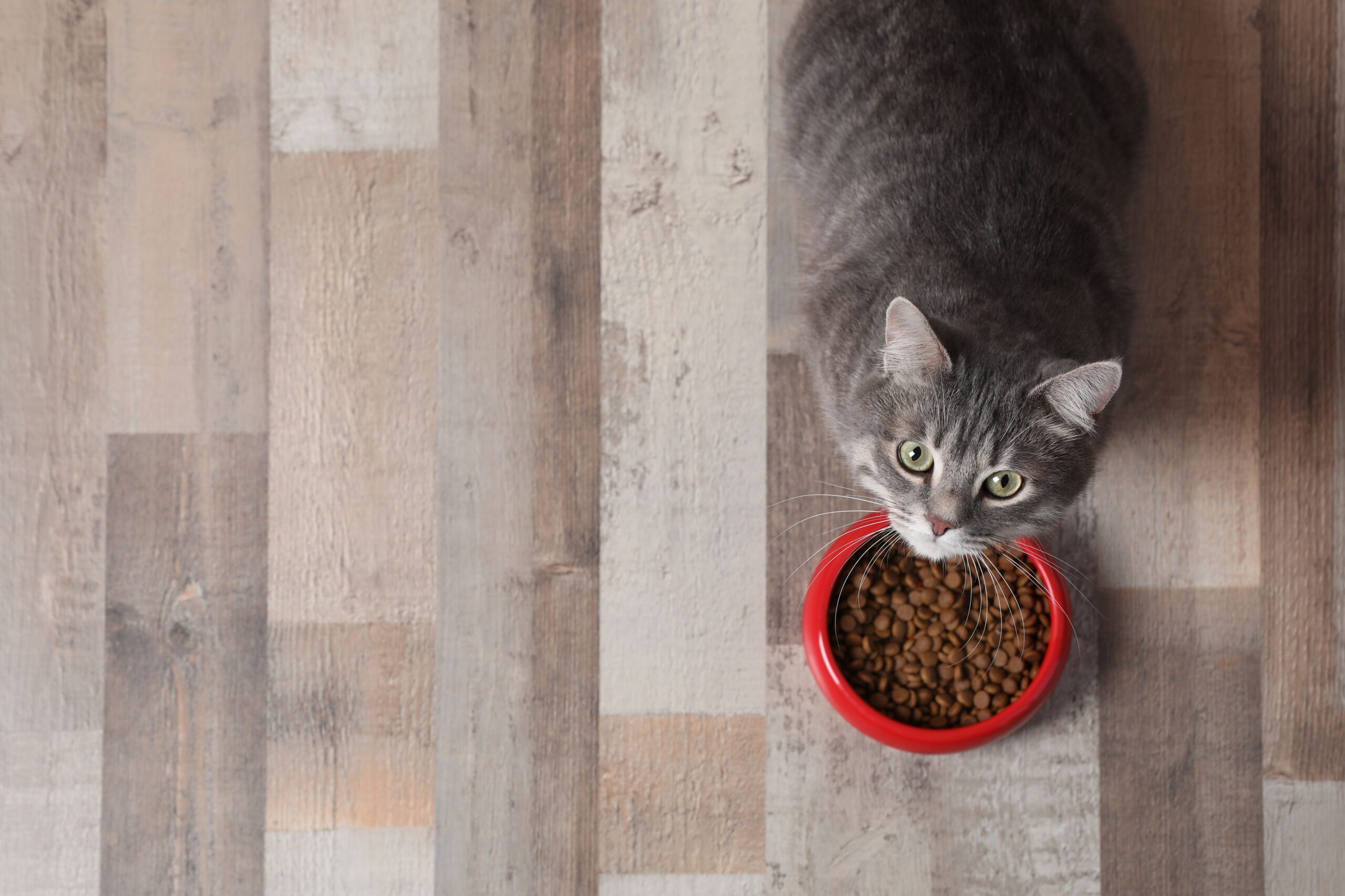 Navigating pet nutrition and talking pet diets with clients