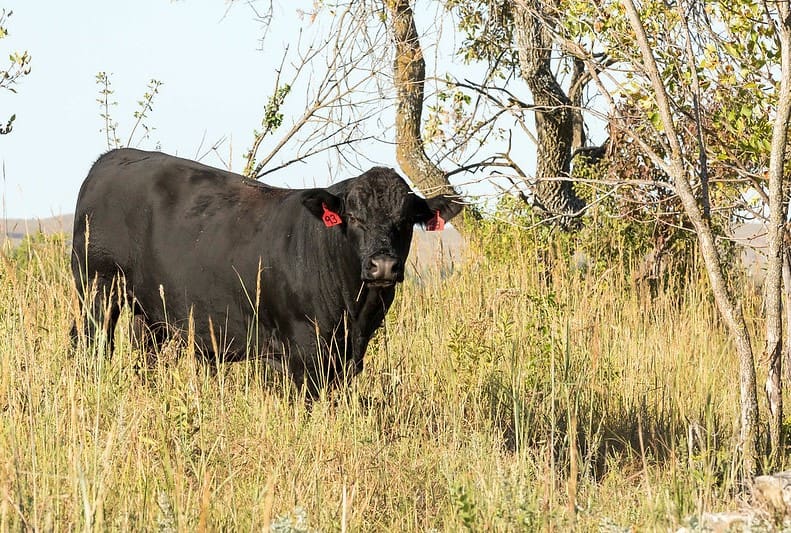 Post-Breeding Care for Bulls: Importance of Rest, Nutrition, and Hoof Health