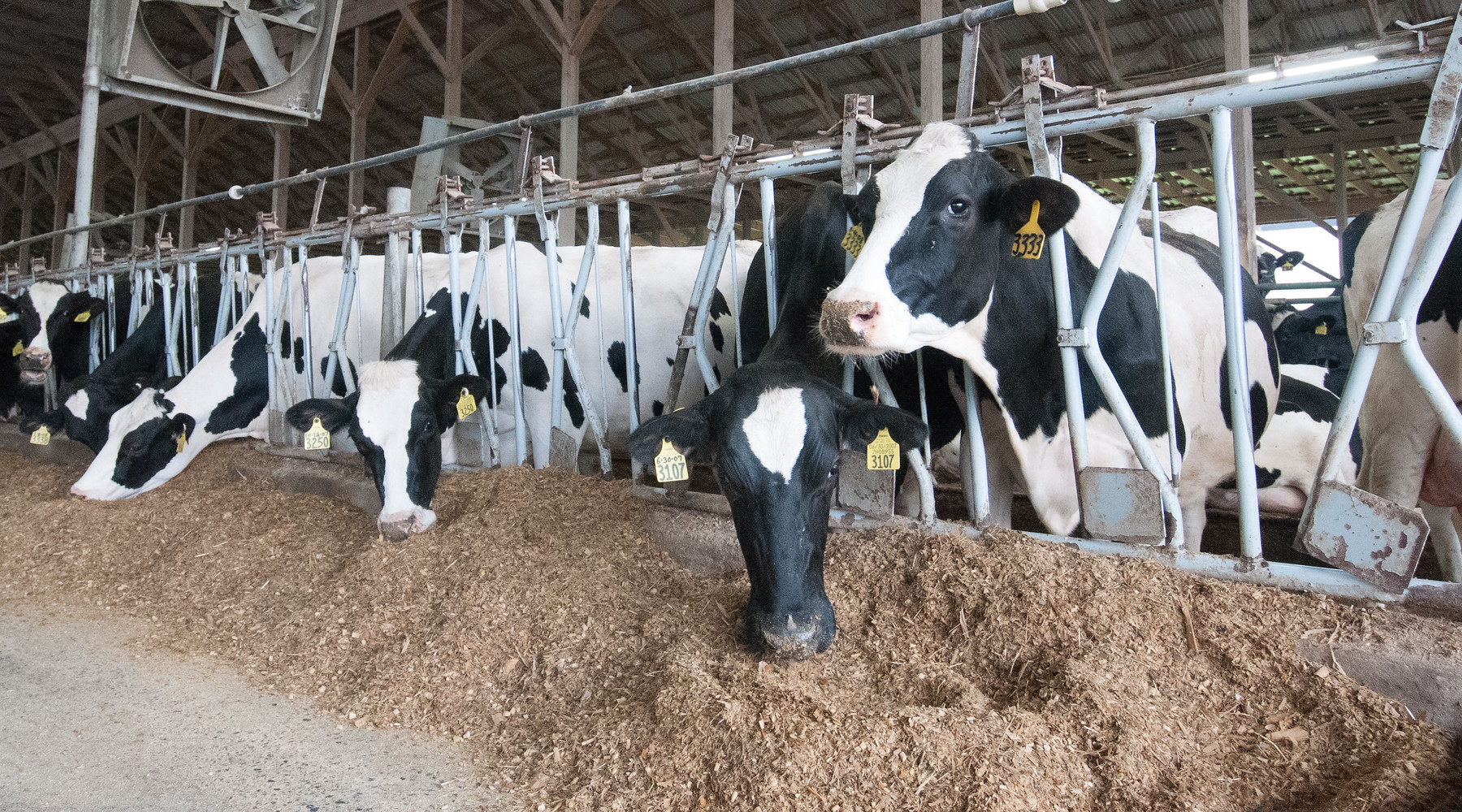 Penn State Dairy Nutrition Workshop to Be Held November 6, 7