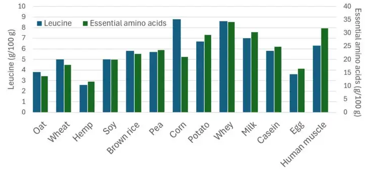 Graph of the amount of leucine and amino acids in popular sources of protein.