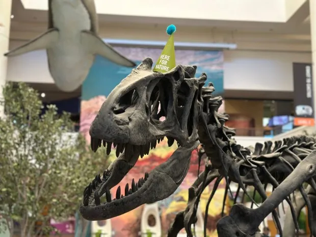 As part of its birthday festivities - which will include a birthday hat scavenger hunt pictured above - the San Diego National History Museum is throwing a block party. (San Diego Natural History Museum)