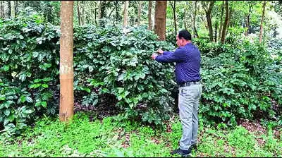 Central varsity team identifies nutrition-rich coffee in Koraput