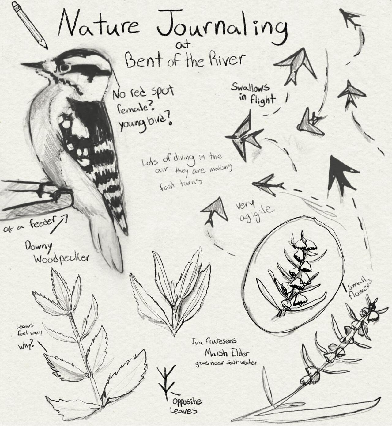 Nature Journaling – Fall The Intersection of Science, Nature, and Art at Southbury Audubon