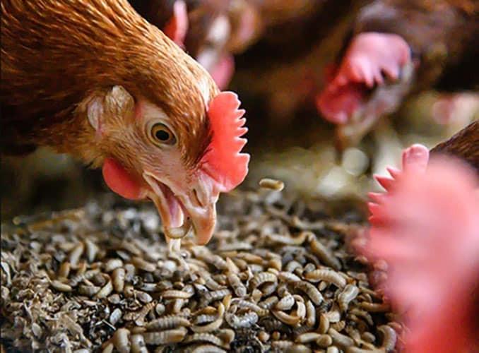 Poultry Nutrition Market to Receive Overwhelming Hike in Revenues by 2031