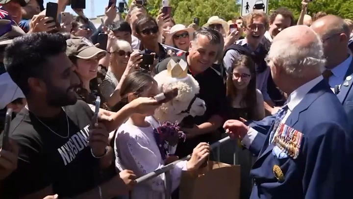 Alpaca sneezes on King Charles during walkabout in Australia