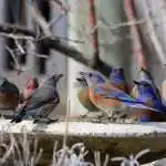 Bluebirds congregate around the birdbath