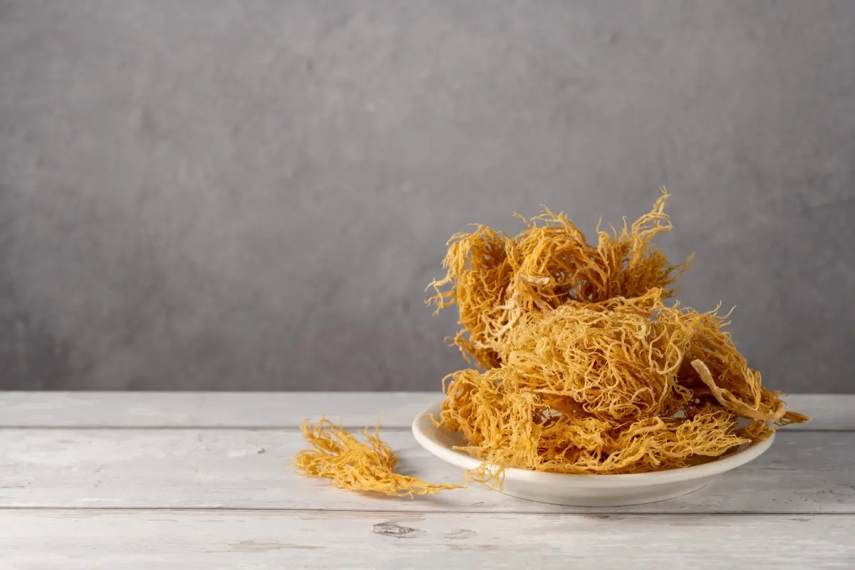 Sea Moss, close-up dried seaweed 