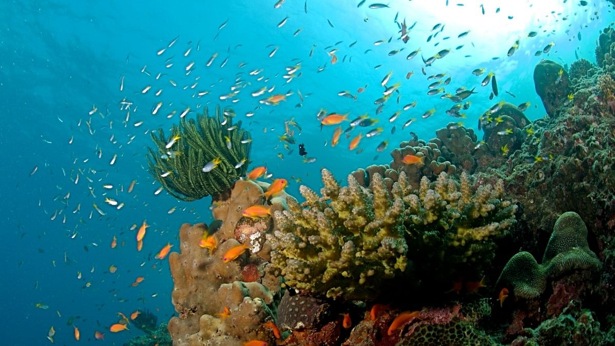 India 176 of 180 in 1st-ever Nature Conservation Index, marine conservation affects rank