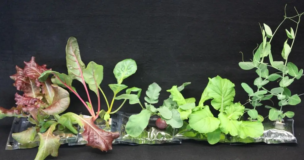 Crops successfully grown in Veggie include lettuce, Swiss chard, radishes, Chinese cabbage and peas. Image Credit: NASA