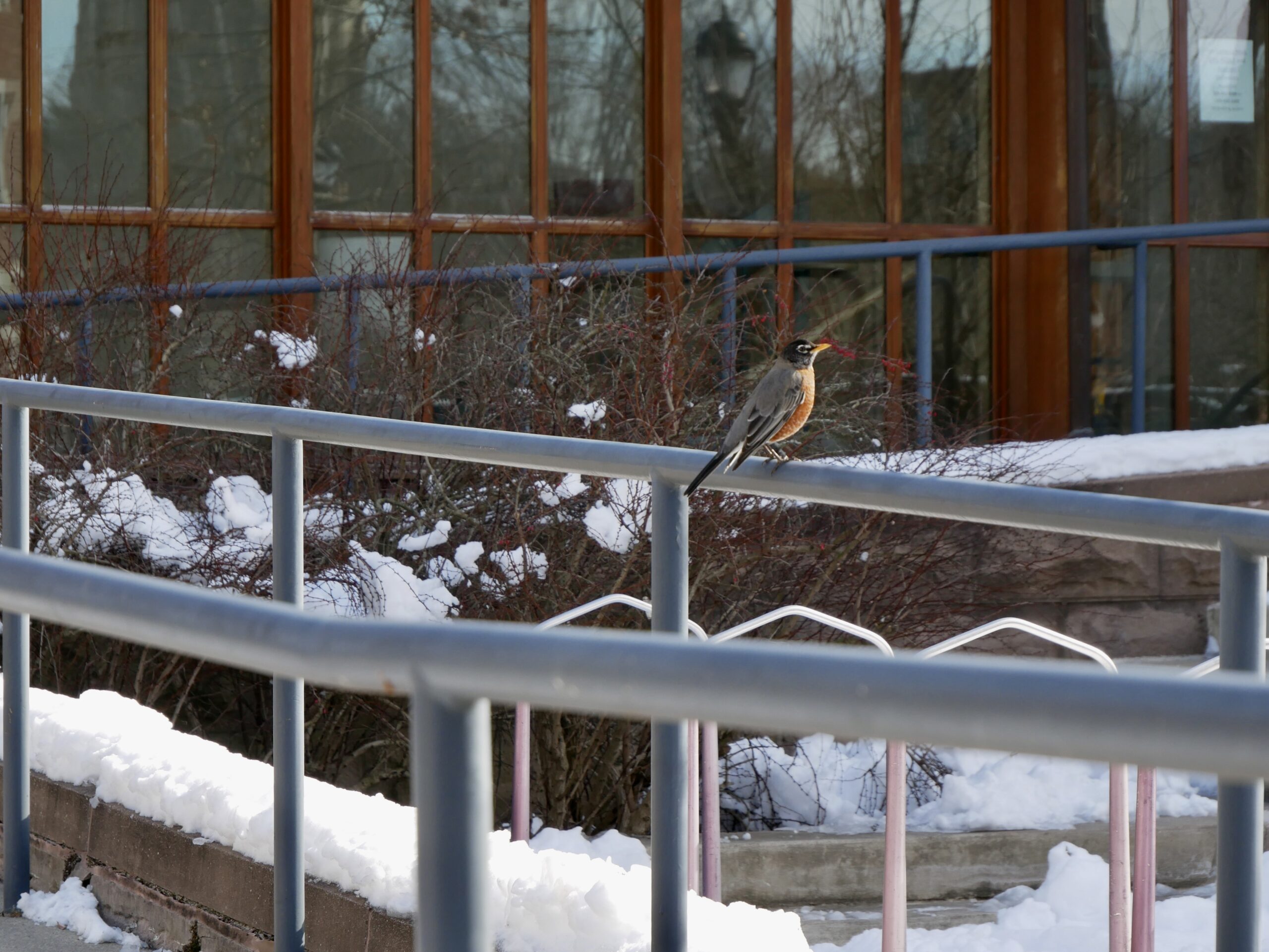 Yale Birding Student Association takes flight with environmental and conservation initiatives